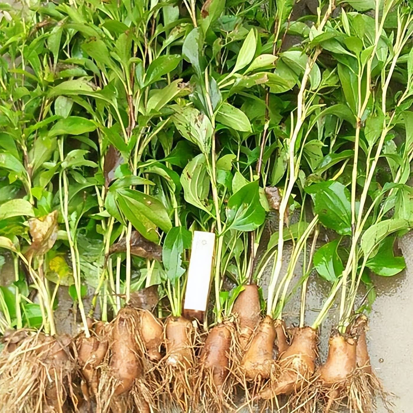 手把手教你认清中草药植物500种