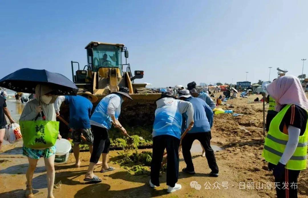 浒苔清理攻坚战！日照山海天全员上阵合力守护“金沙滩” (图1)