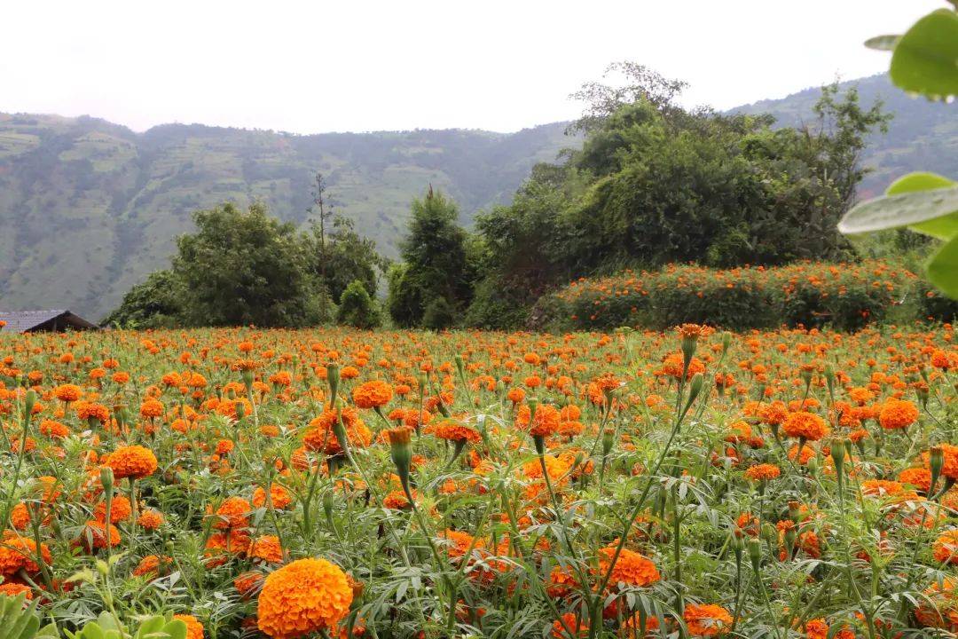 隆阳区水寨乡召开2025年万寿菊现场会 聚力产业兴旺铺就增收"黄金路"