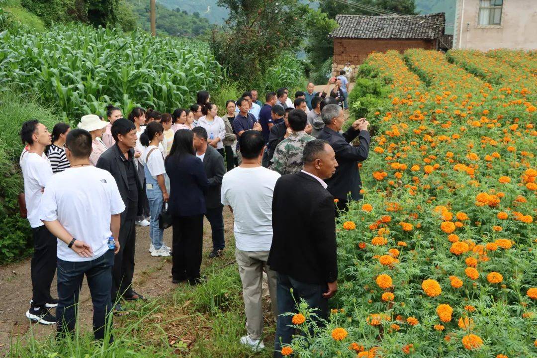 隆阳区水寨乡召开2025年万寿菊现场会 聚力产业兴旺铺就增收"黄金路"