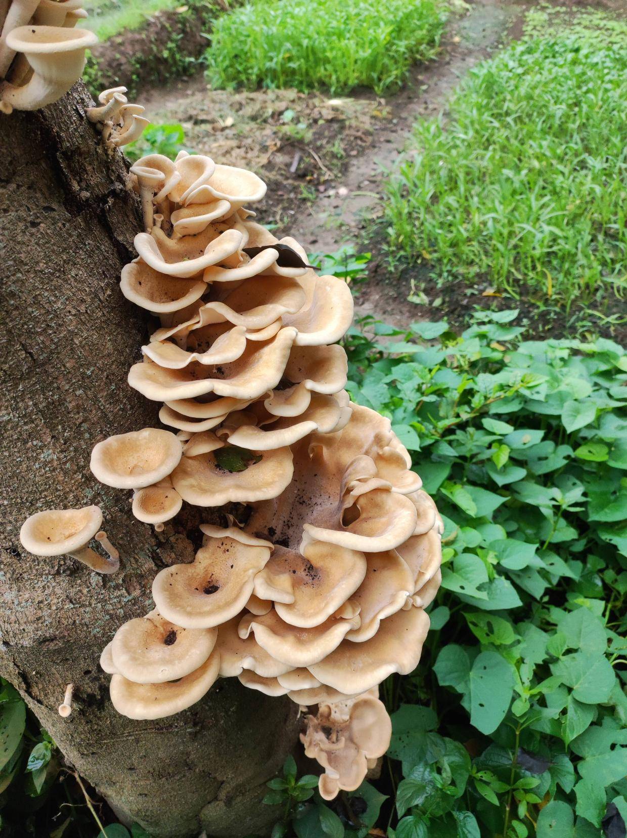 这种蘑菇能吃吗?