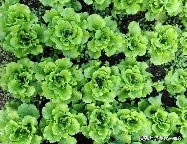 香菇汤汁怎么熬的_香菇浓汤的做法窍门_
