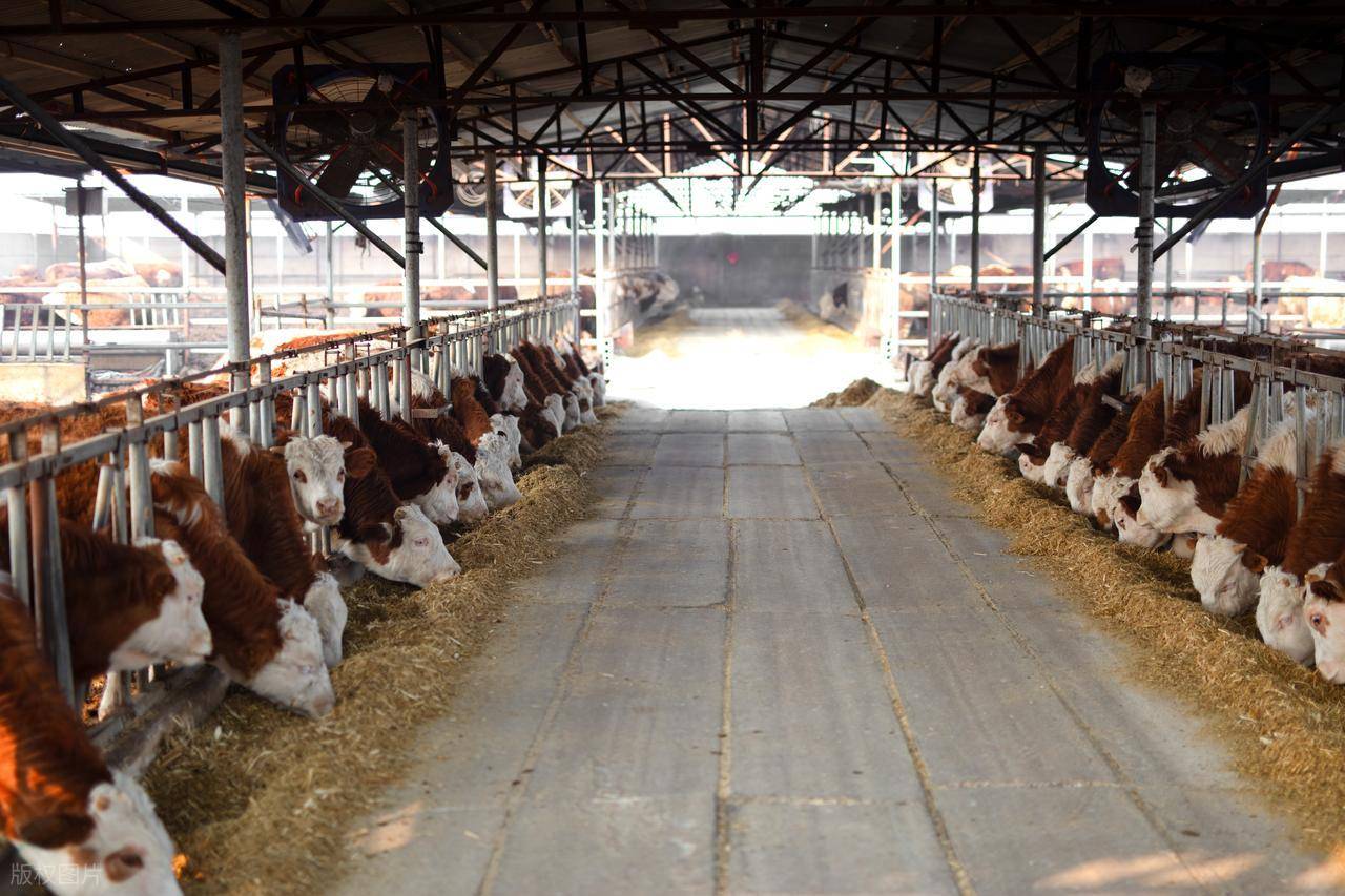 牛圈舍消毒用什么好?牛棚用什么消毒液好用?