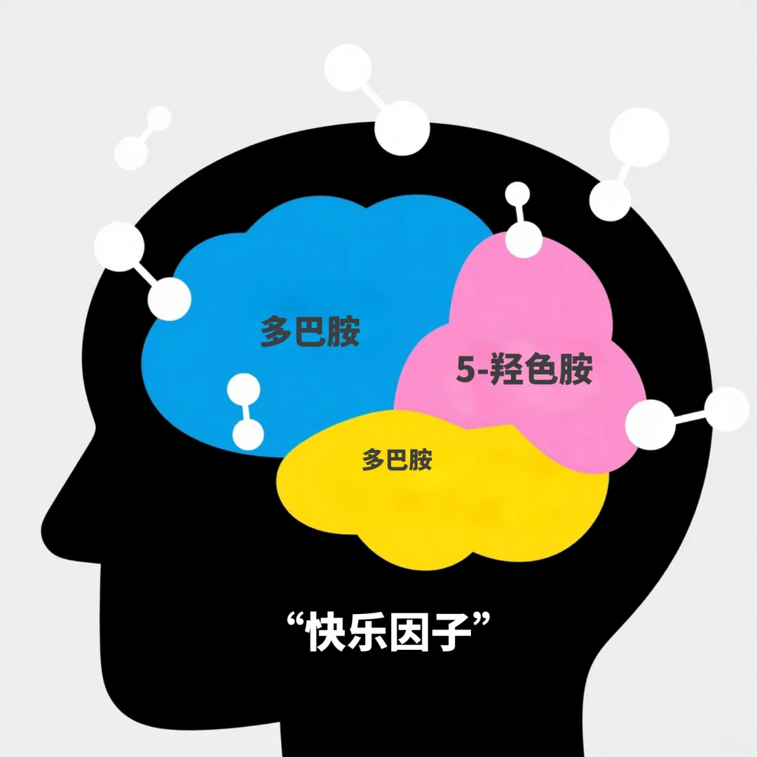 我们的大脑依靠神经递质(如5-羟色胺/血清素,多巴胺)传递"快乐"和"