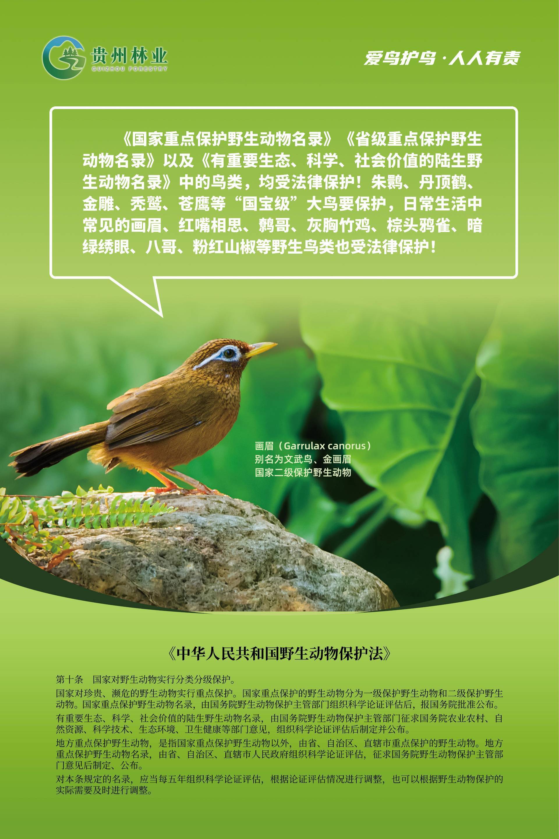 爱鸟护鸟 人人有责