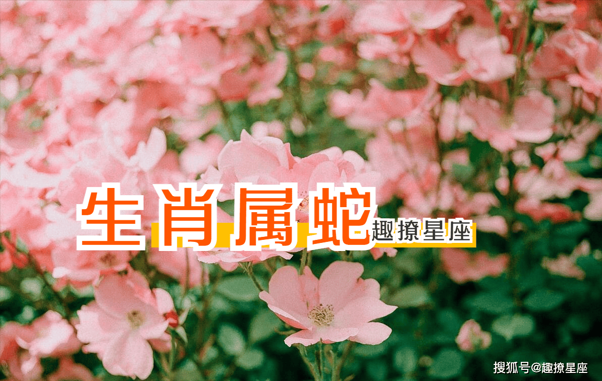 羊本月生肖鸡运势(羊人本月运势如何)