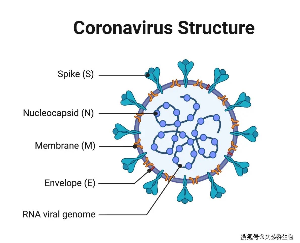  疫情是啥病毒来的啊图片大全集(疫情是什么病毒引起的)