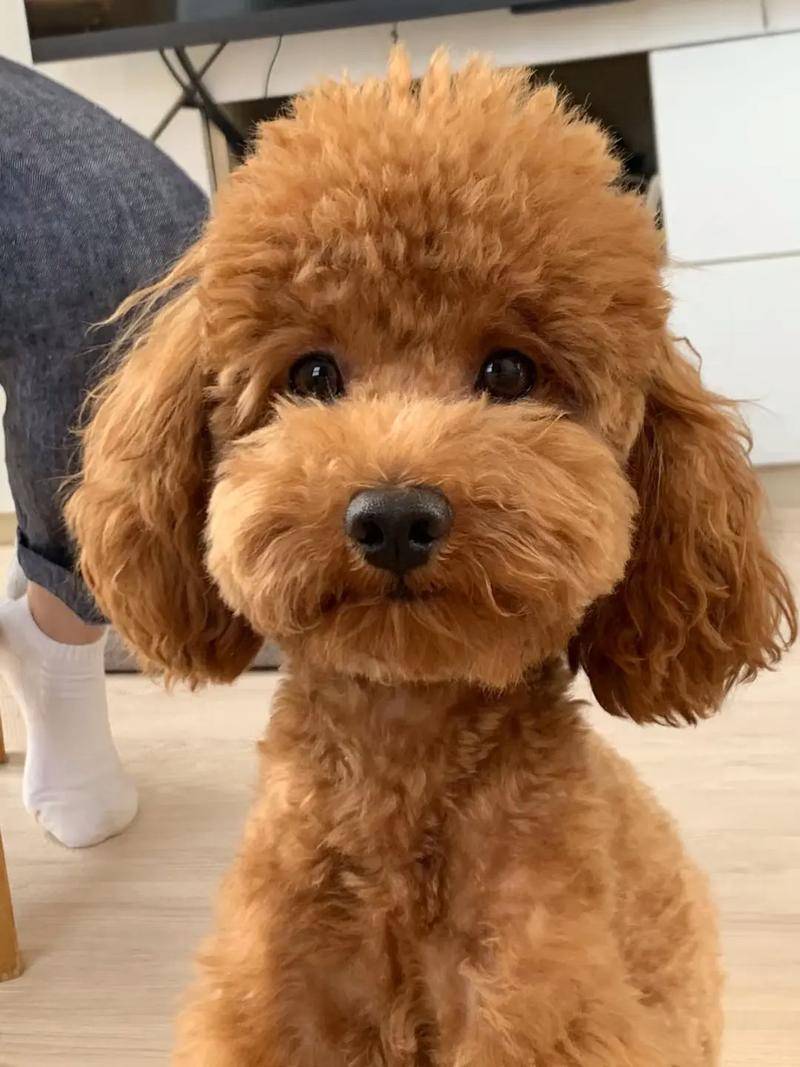 泰迪毛发稀疏吃什么狗粮?什么牌子的狗粮好?