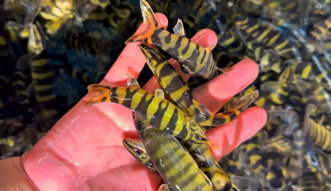 重庆男子展示一盆玄鱼,古代传说中的神鱼?据说能卖800一斤!