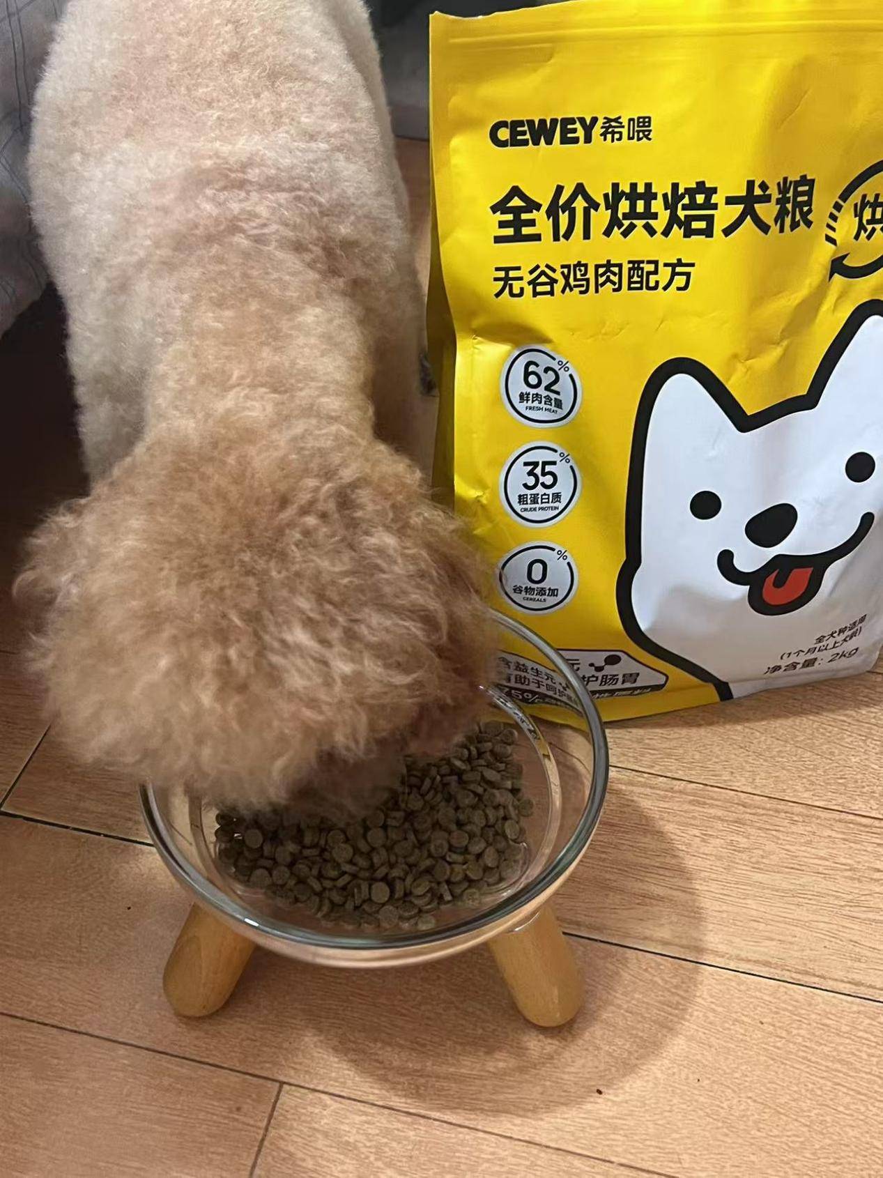 狗狗_泰迪_柯基