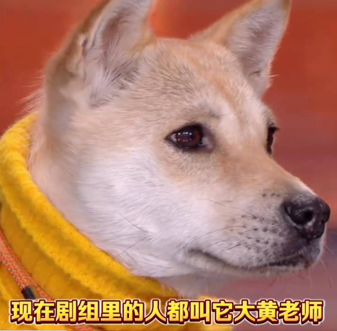 演员狗狗“大黄”上台领奖,主人称其是“专业演员” 插图3 演员狗狗“大黄”上台领奖,主人称其是“专业演员” 插图3