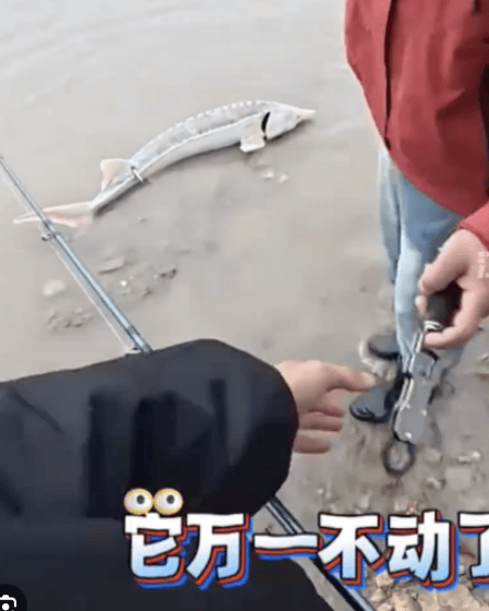 小伙钓白色鲟鱼吓得放生后致电公安， 网友：鱼记住了是你放了我