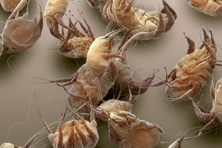 除螨仪哪个牌子好用又划算？测评除螨仪排行榜前十品牌，小白盲选！