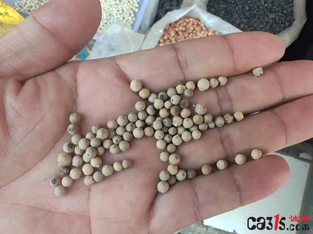 白胡椒粉造假真相调查:米粉香精冒充胡椒 真实含量低于5%(图1)