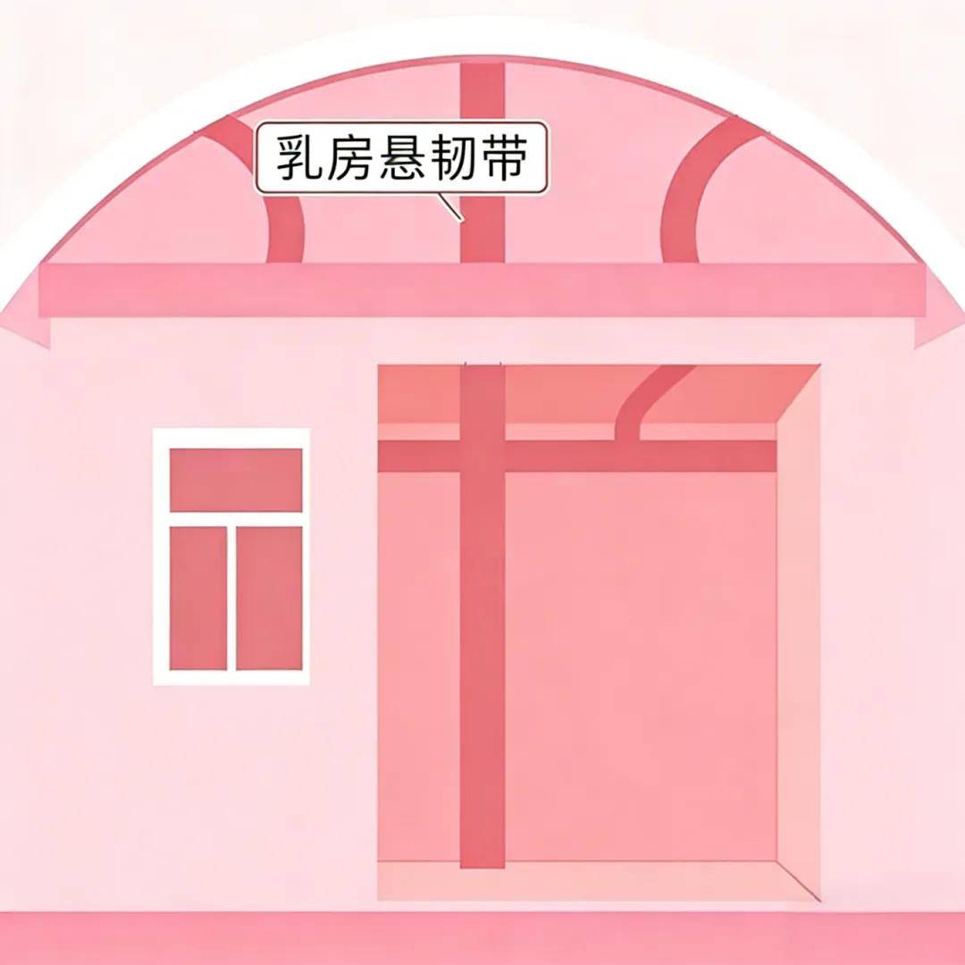 长期不穿内衣,胸部会发生什么？会不会下垂？