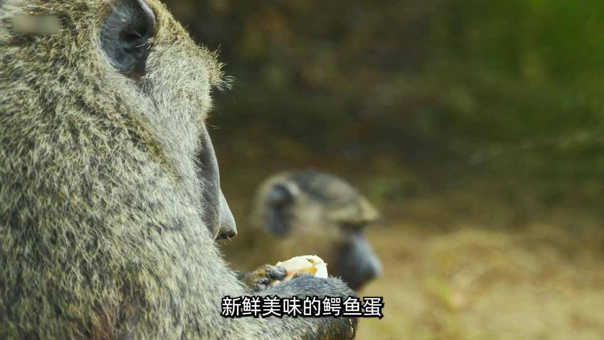 绿狒狒们的偷蛋计划