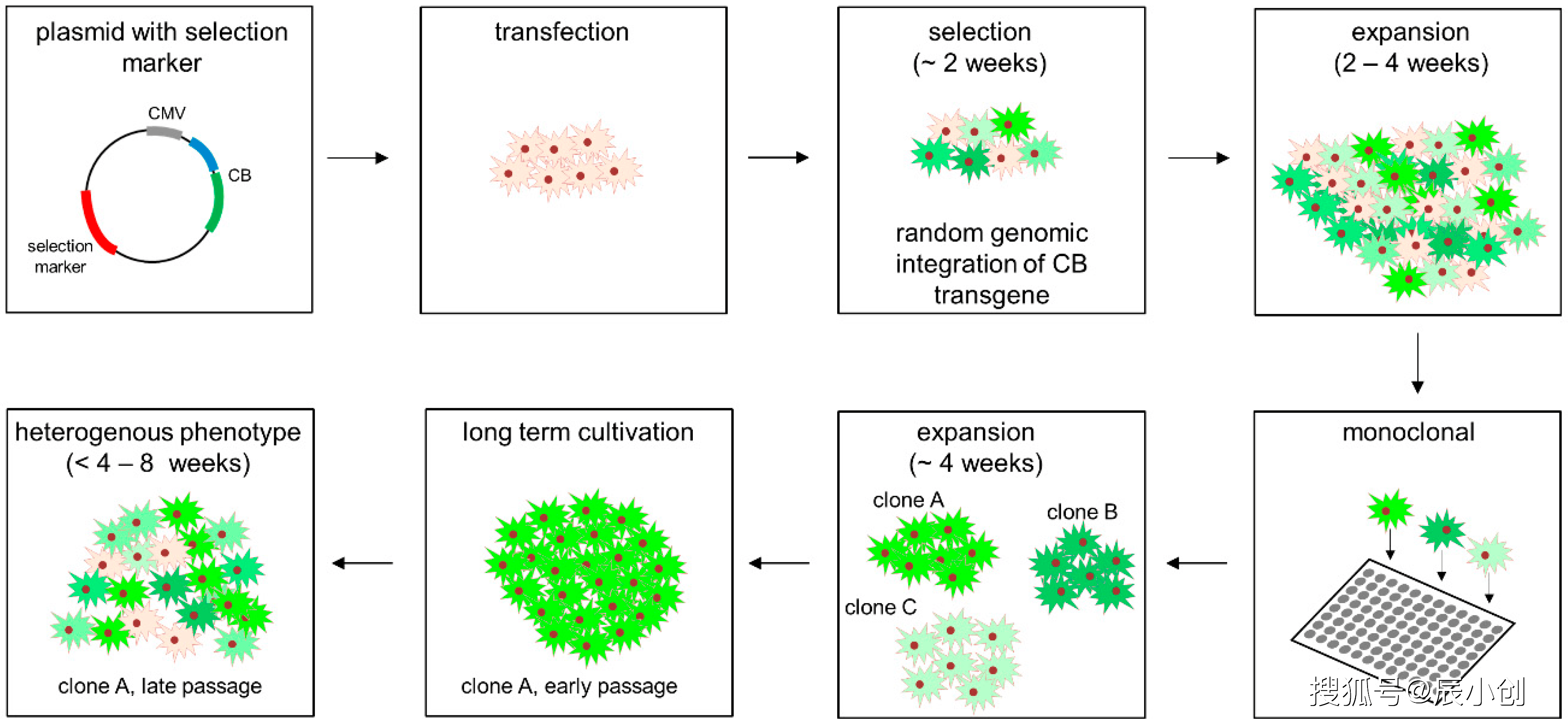 辰辉创聚生物】稳定细胞系构建原理与流程解析_搜狐网
