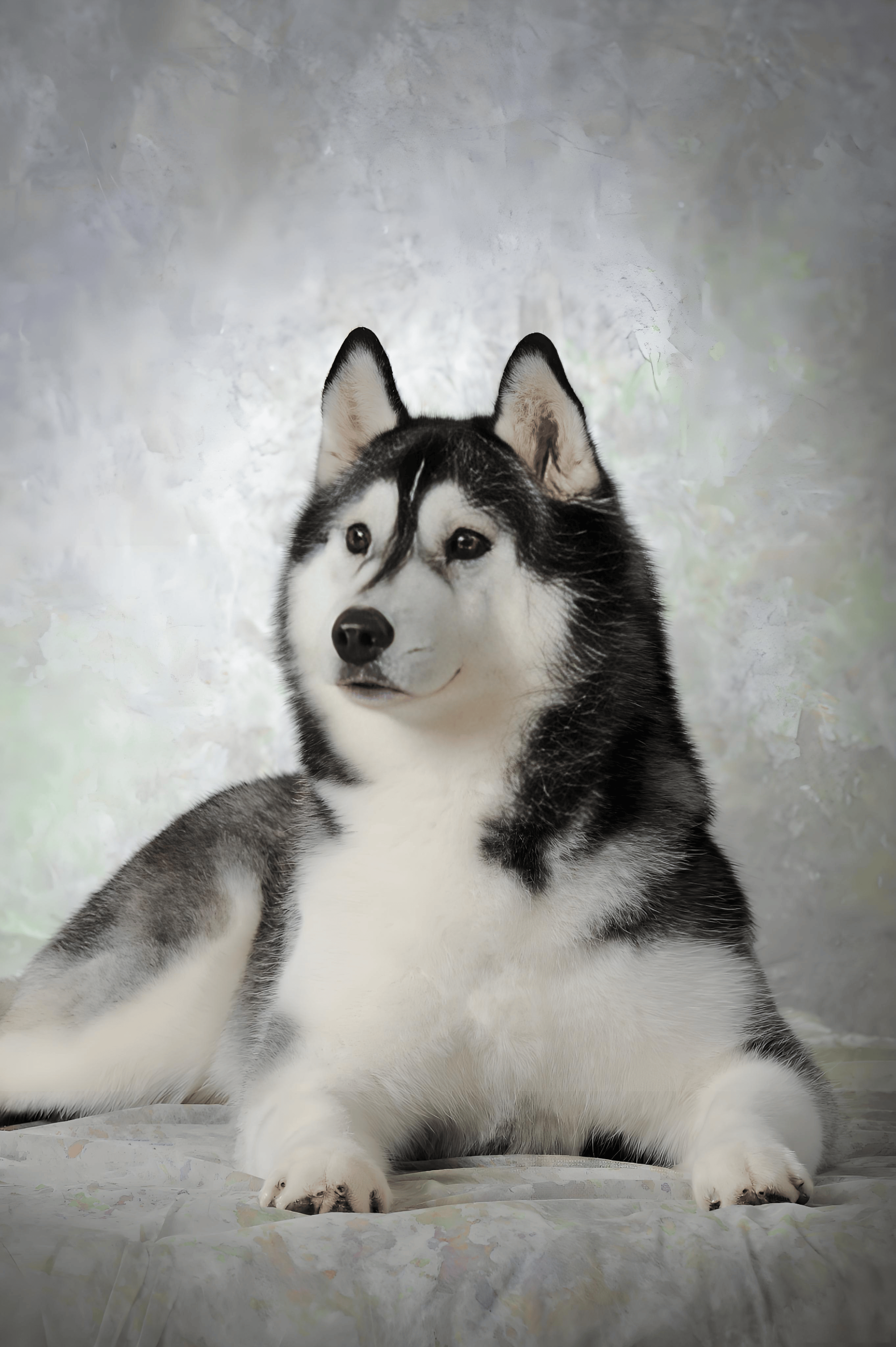 哈士奇免疫力低吃什么狗粮?什么牌子的狗粮比较好?