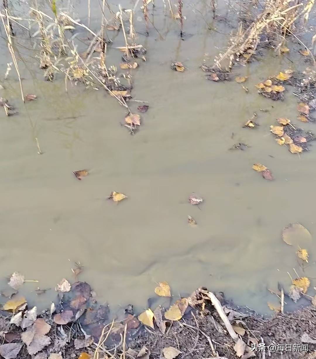 青岛即墨的监管困局:普东水库疑成排污粪坑 污水直排库区(图6)