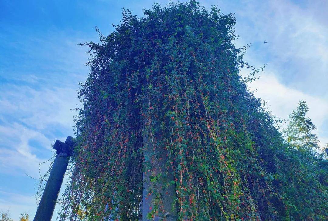 活不过10年？江苏一棵枸杞树却活了158年，果实透亮如红玛瑙，浙江商人出20万被谢绝