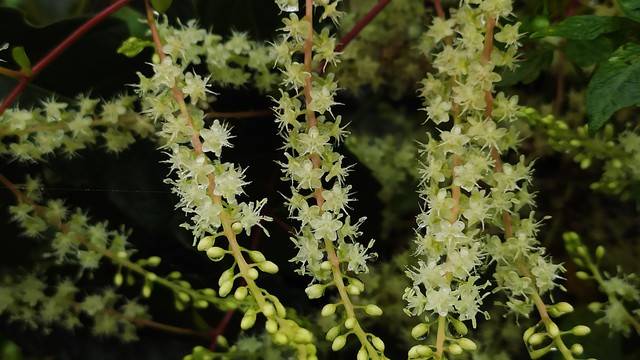 葛根对男性壮阳真有作用吗，别再被那些不实传言误导了？