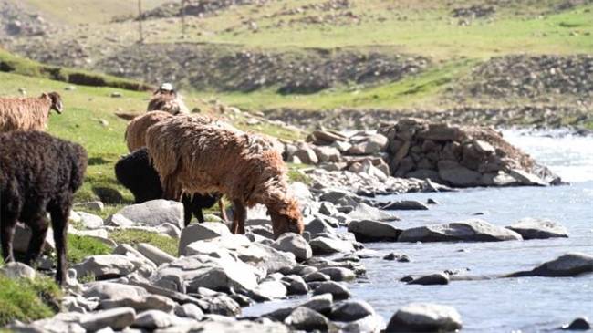 产业兴边结硕果 富民固边谱新篇 华电帮扶"葱岭小羊"项目点亮帕米尔高原牧民增收路_https://www.izongheng.net_快讯_第2张