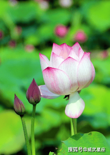 未来三个月,4属相财运亨通,机遇不断,事业进步,前程似锦 image.png