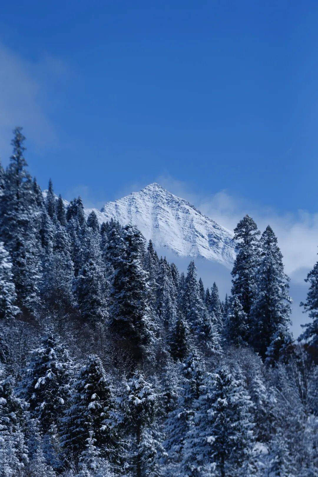 达古冰川春日全攻略雪山撒欢+森林徒步+花海打卡一站式嗨玩