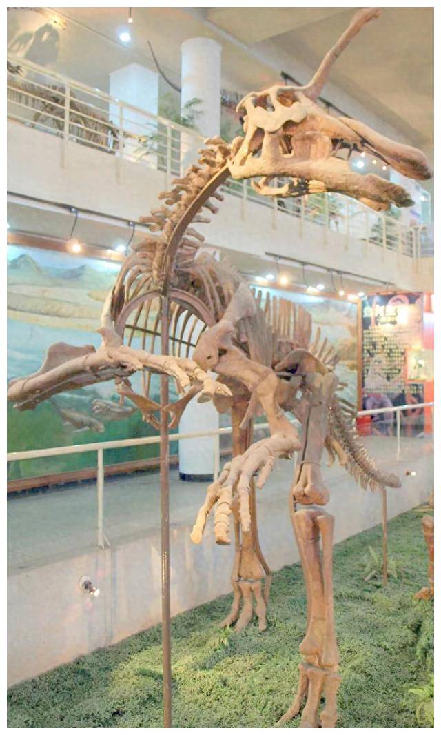 这些年,青岛从莱阳撬走了多少老家底?_恐龙_莱西_历史
