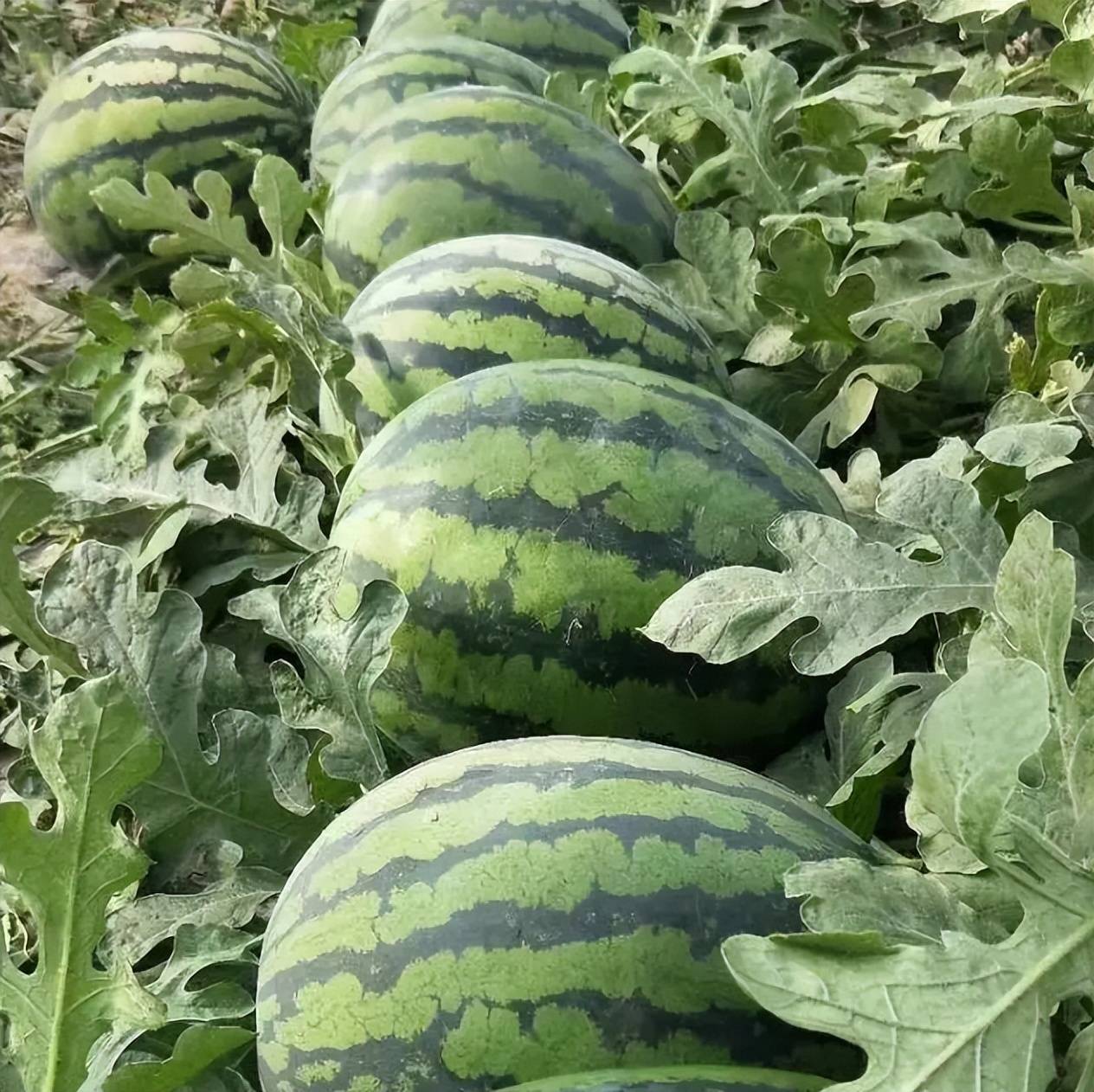 西瓜免费观看在线高清电视剧_高产西瓜品种选择_西瓜种植技术要点