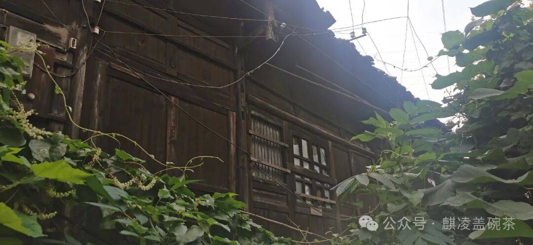 杨梅树多少钱一颗