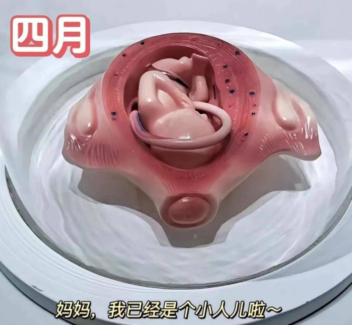 怀胎十月,胎宝如何悄悄长大？建议准爸妈收藏