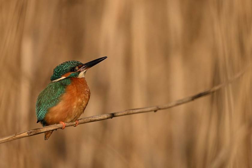 出色的长焦变焦镜头 尼克尔 Z 180-600mm f/5.6-6.3 VR今日开售