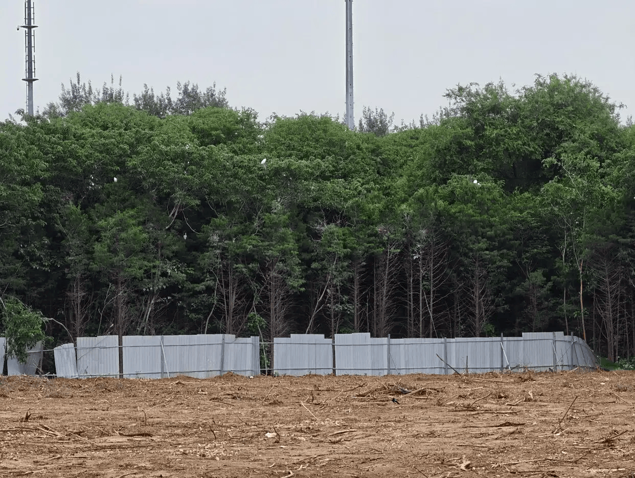为鹭鸟“让路”：北京东坝开发项目停工，等幼鸟出巢