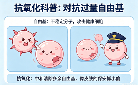 抗氧化到底在抗什么？网友的讨论整理