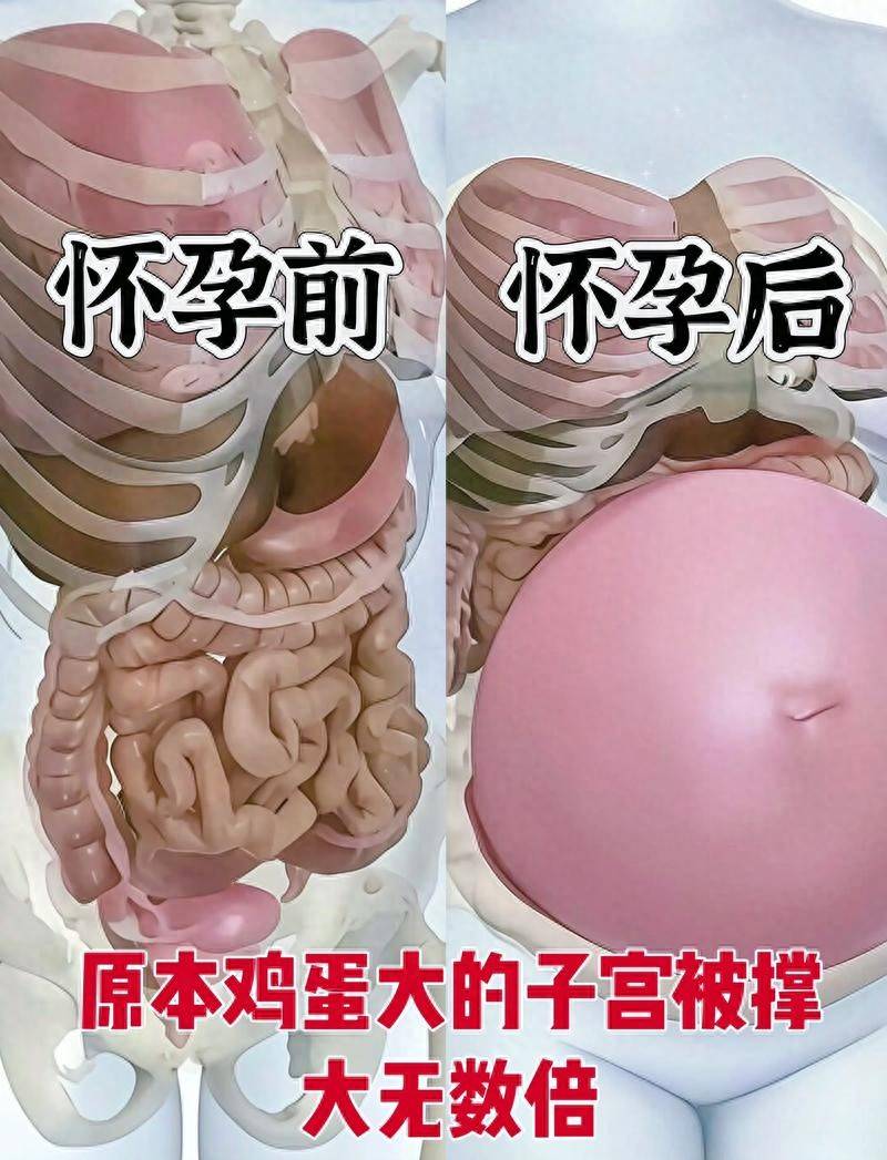 子宫从梨变西瓜、五脏六腑全移位：女人怀孕的“身体重构”,比你以为的惨烈