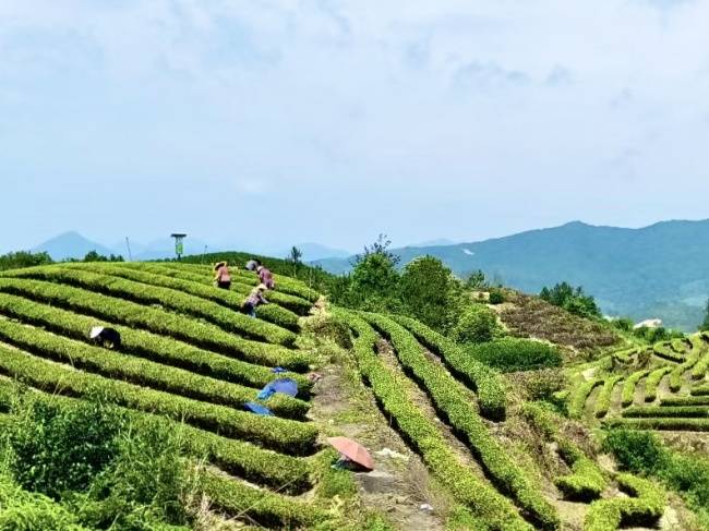金融活水润茶山 泰顺茶产业焕发新活力(图1) 金融活水润茶山 泰顺茶产业焕发新活力(图1)