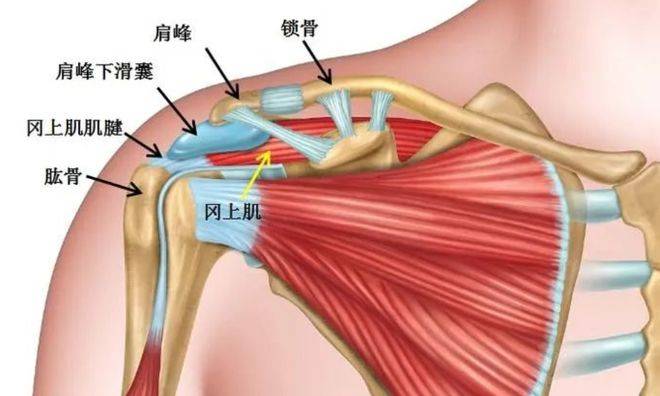 上海高华利：肩痛手麻当颈椎病治了半年？根源在肩袖撕裂