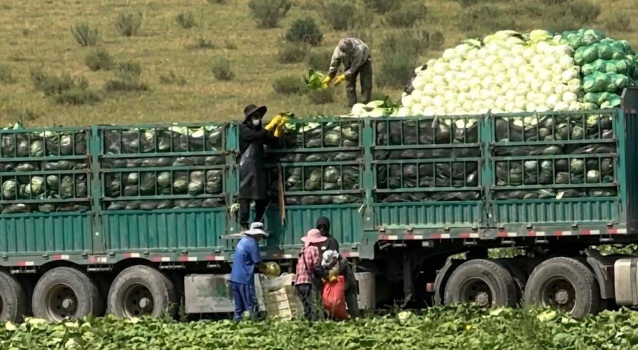 甲醛白菜源头被端了