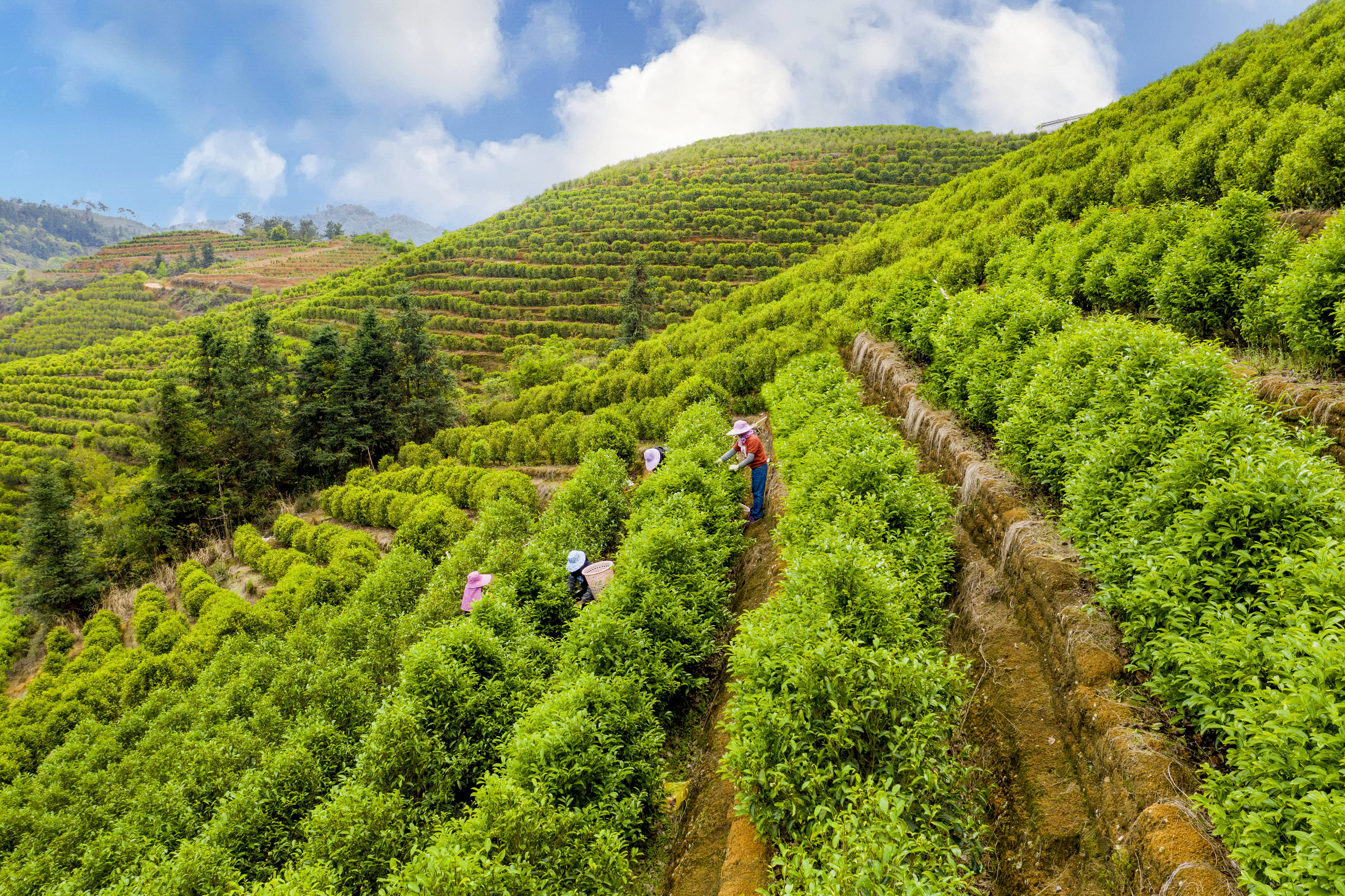 大埔县德兴凤凰茶庄尤远克： 扎根大埔制茶26载，探索传统工艺的坚守与新生