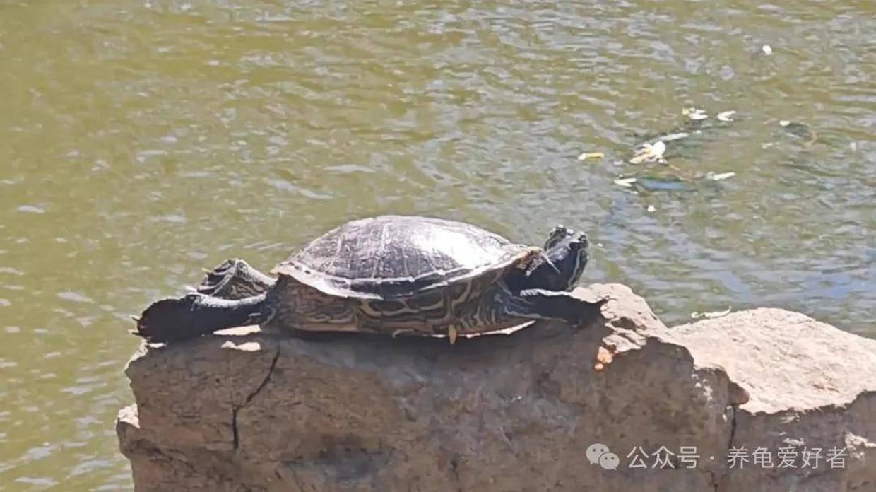 乌龟幸福表现的科学真相，它不是在卖萌，是把命交给了你
