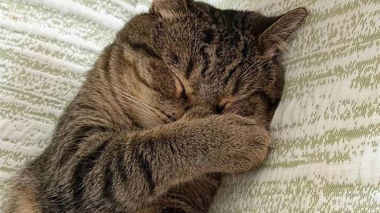 从不出门的猫咪，却在主人失业后叼回零食：别哭了，吃点吧！