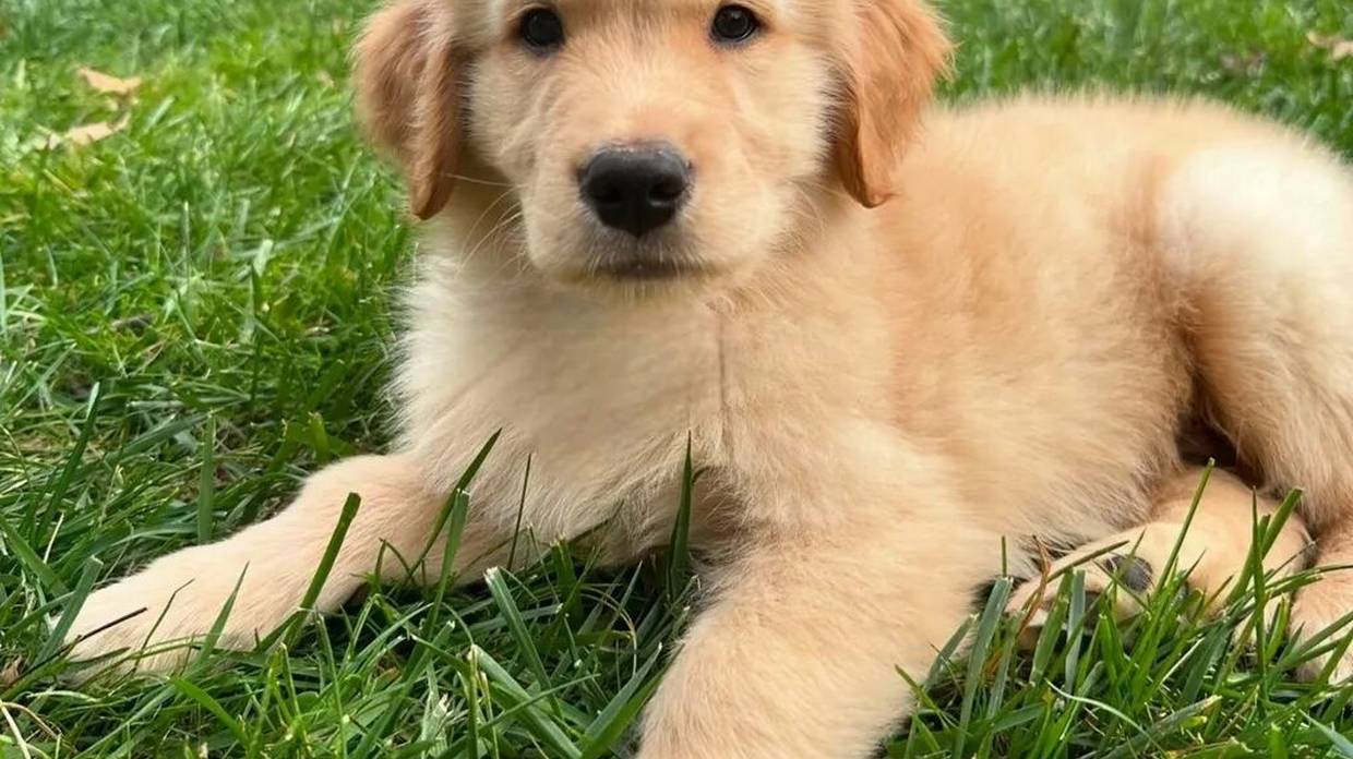 世界爱犬日：狗狗给主人的一封信