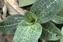 四川宜宾老君山首次发现珍稀斑叶兰