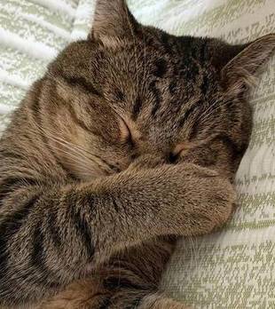 从不出门的猫咪，却在主人失业后叼回零食：别哭了，吃点吧！