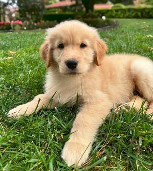 世界爱犬日：狗狗给主人的一封信