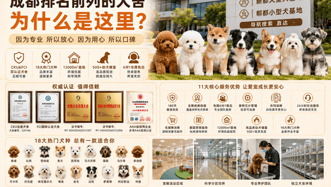 成都排名前列的犬舍，为什么越来越多人提到胖柠萌？