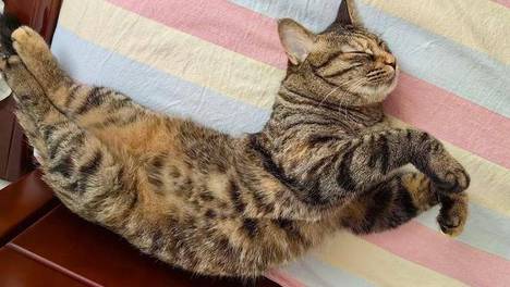 捡了只“怀孕”流浪猫回家，忙活半天才发现，人家是纯胖绝育公猫
