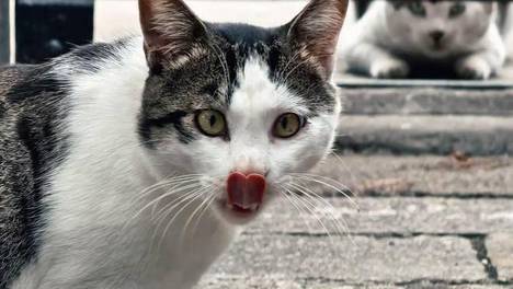 楼道里的“猫片”小广告，20元看完200集，背后藏着退休爷爷的爱