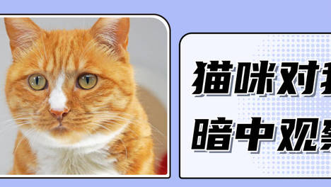 猫咪为什么喜欢暗中观察人类？